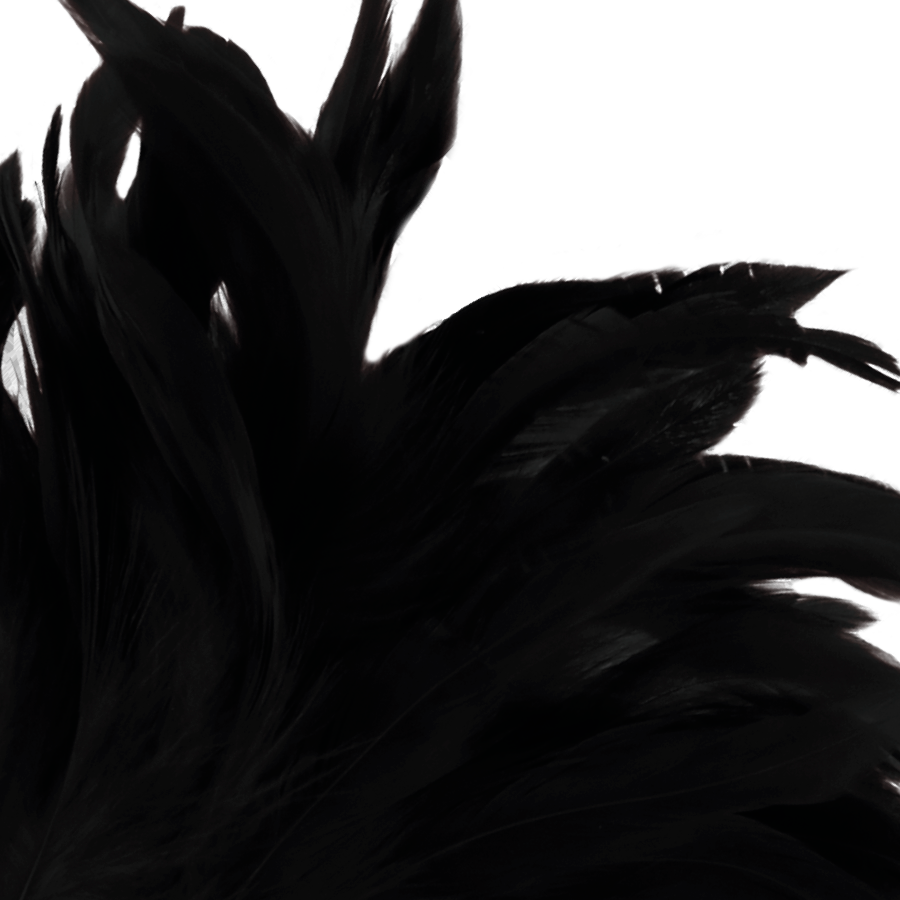 Ténèbres, plume noire de lumière